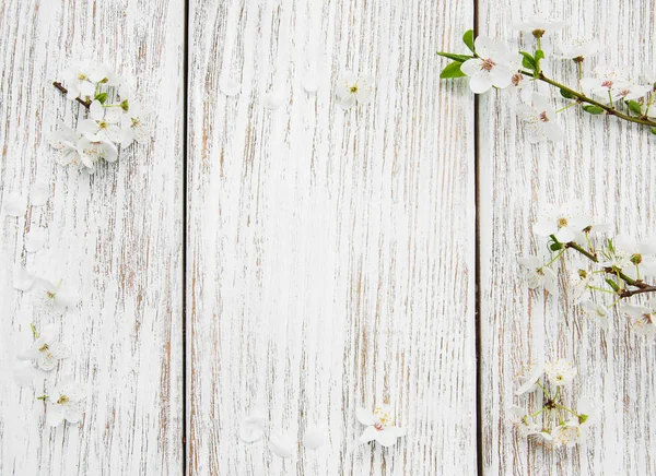 Spring cherries blossom — Stock Photo, Image