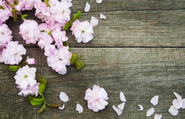 Bahar sakura çiçeği 