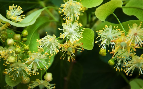 Fresh linden flowers — Stock Photo, Image