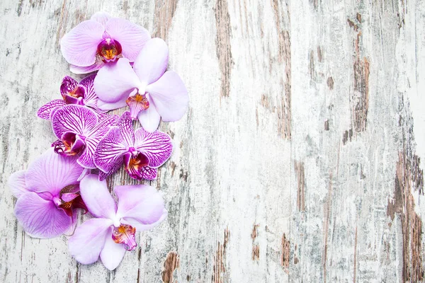 Flores de orquídeas rosa — Fotografia de Stock