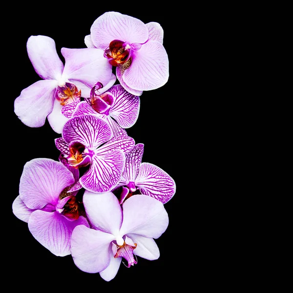 Pink orchids flowers — Stock Photo, Image