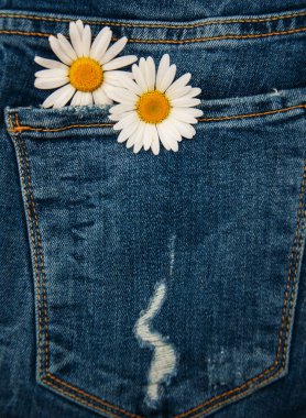 Daisy kot pantolon cebinde