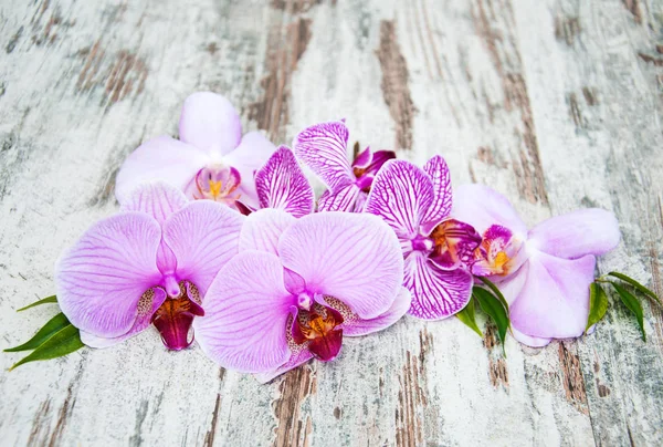 Rózsaszín orchidea virágok — Stock Fotó