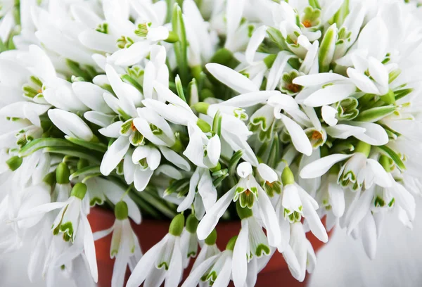 Flores de nevascas de primavera — Fotografia de Stock