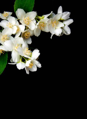 Yasemin çiçekleri bir siyah