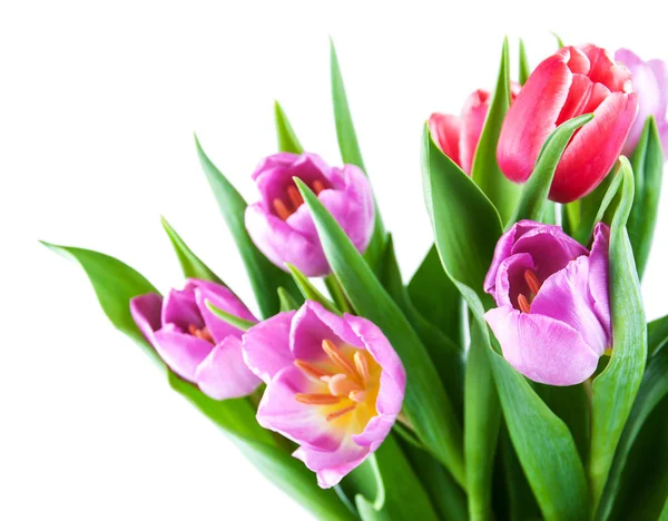 Bouquet of tulips — Stock Photo, Image