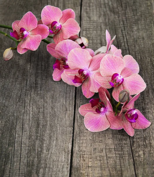 Blüten rosa Orchideen — Stockfoto