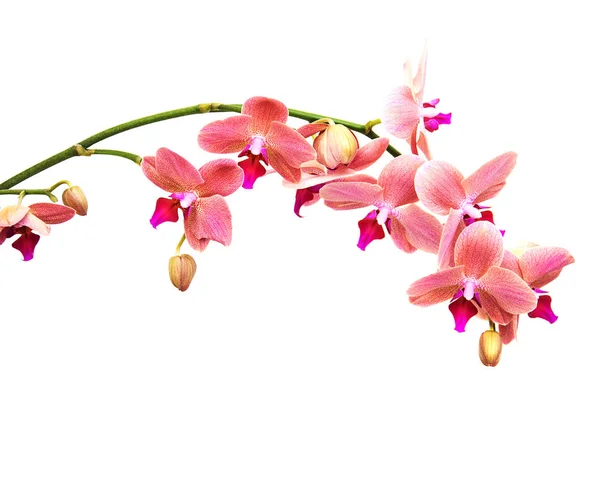 Blüten rosa Orchideen — Stockfoto