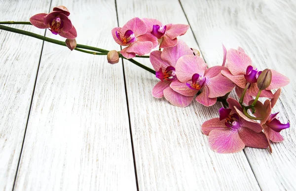 Квітів рожеві орхідеї — стокове фото