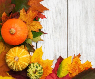 kabak ve yaprakları