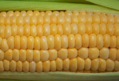 Koçanda taze mısır