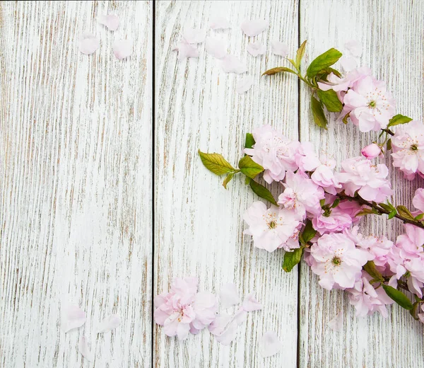 春桜の花 — ストック写真