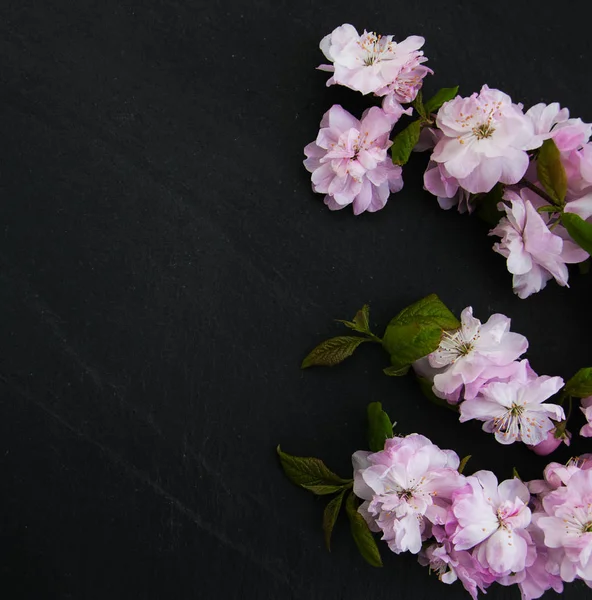 Våren sakura blossom — Stockfoto