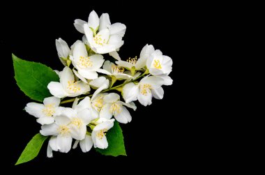 Yasemin çiçekleri bir siyah