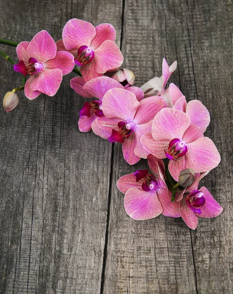 粉红色的兰花花 — 图库照片