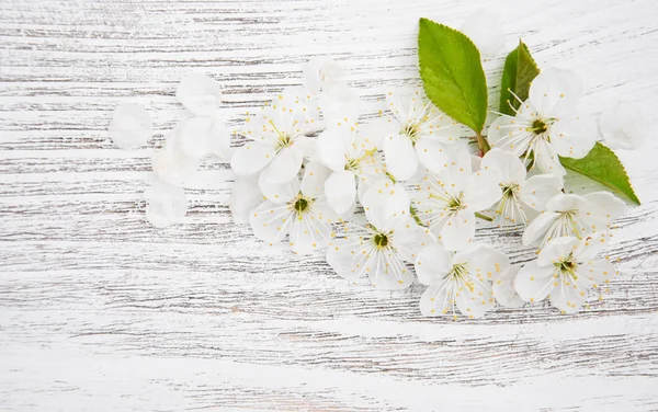 Flor de cerezo de primavera — Foto de Stock