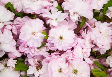 Bahar sakura çiçeği