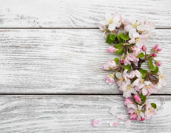 Fiore di mela primaverile — Foto Stock