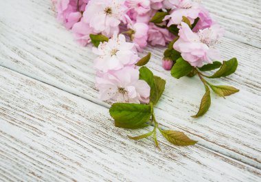 Bahar sakura çiçeği