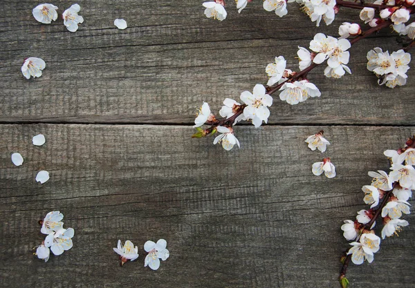 Flor de albaricoque de primavera — Foto de Stock