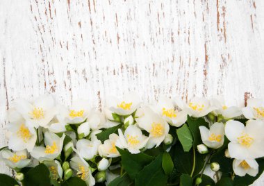 Yasemin çiçekleri ile sınır