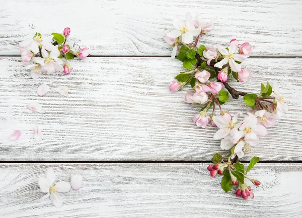 Våren apple blossom — Stockfoto