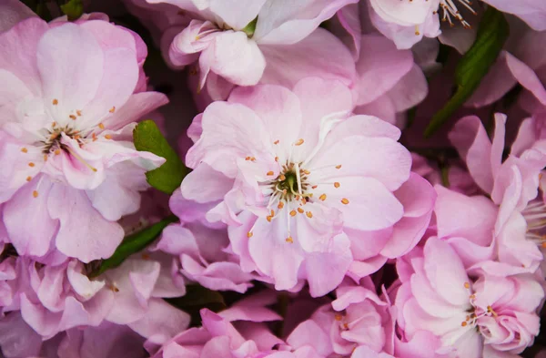 Bahar sakura çiçeği