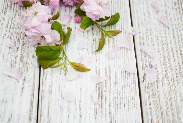 Primavera flor de sakura — Foto de Stock