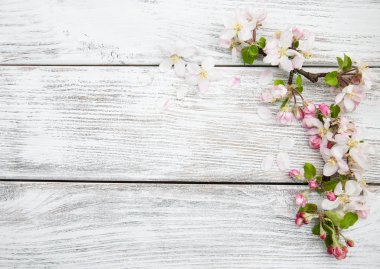 Bahar elma çiçeği