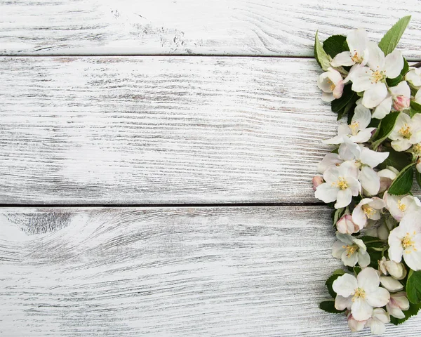 Bahar elma çiçeği