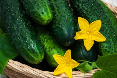 Bir tablo üzerinde taze salatalık