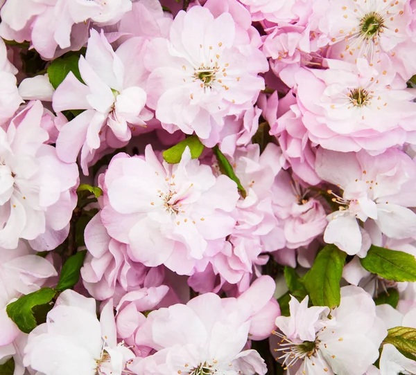 Bahar sakura çiçeği