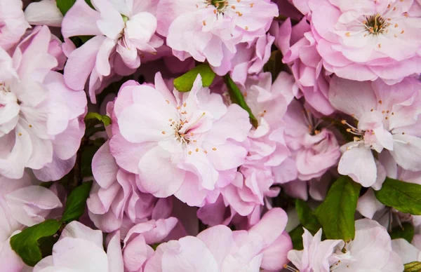 Bahar sakura çiçeği