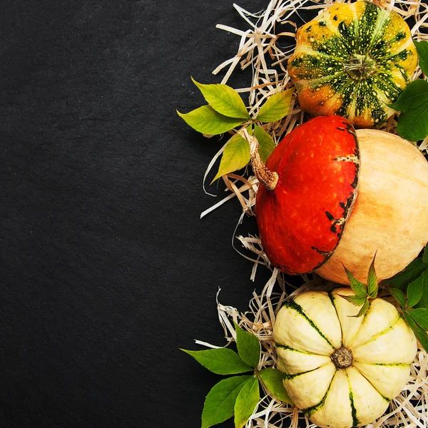 Sonbahar yapraklı balkabakları