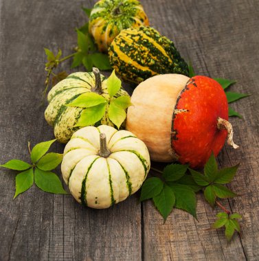 Sonbahar yapraklı balkabakları