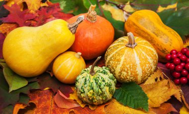 kabaklar ve yaprakları