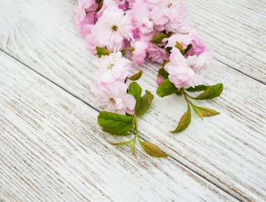 Bahar sakura çiçeği