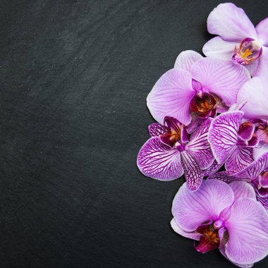 pembe orkide çiçek