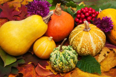 kabaklar ve yaprakları