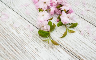 Bahar sakura çiçeği