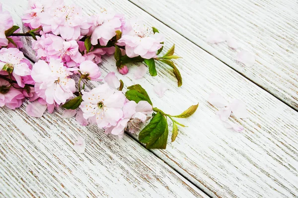 Primavera flor de sakura — Foto de Stock