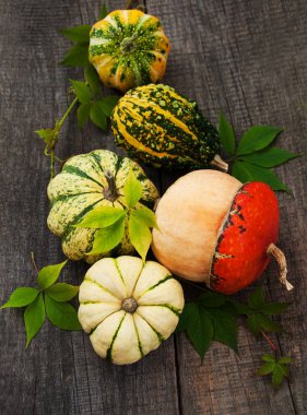 Sonbahar yapraklı balkabakları