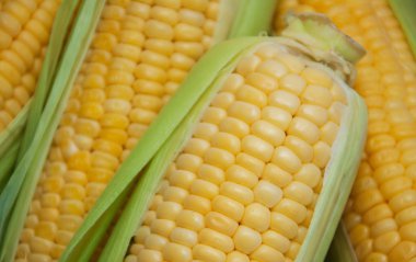 Koçanda taze mısır