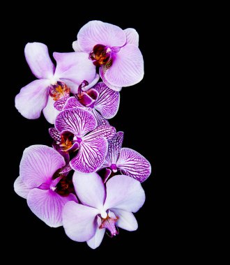 pembe orkide çiçek