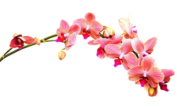 Pink orchids flowers — Stock Photo, Image