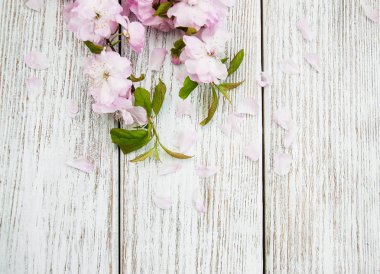 Bahar sakura çiçeği