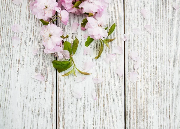 Primavera flor de sakura — Foto de Stock