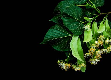 Siyah izole ıhlamur çiçek