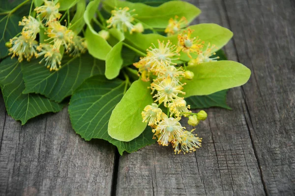 Linden flowers on the table — Stock Photo, Image