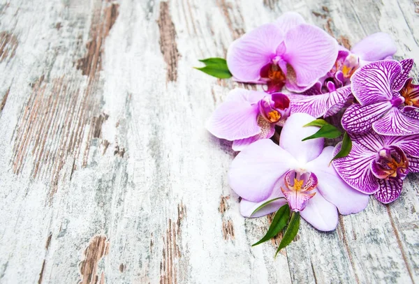 Flores de orquídeas rosa — Fotografia de Stock